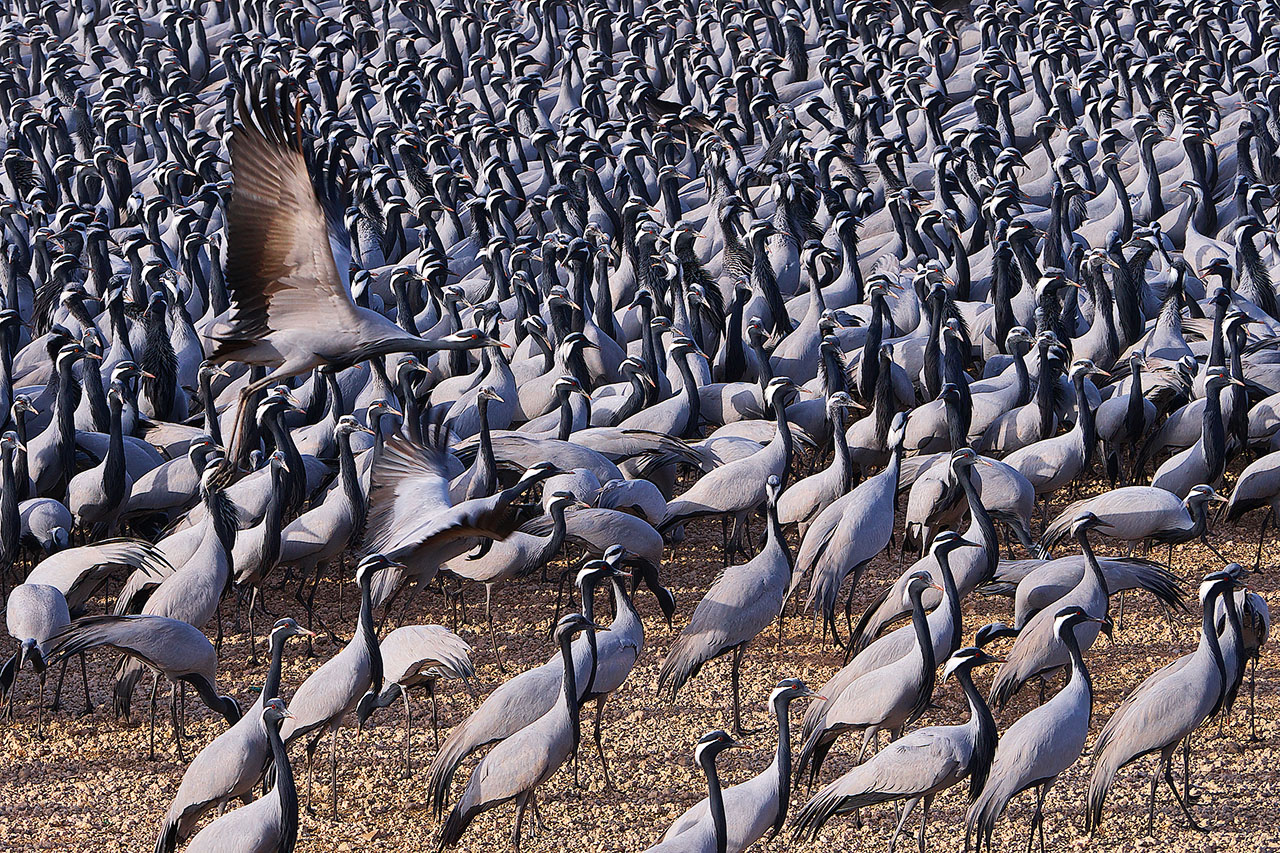 Thousands of demoiselle cranes (Grus virgo), Thar Desert, India, ©2017